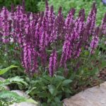 5 plantas de verano para tener a pleno sol