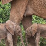 Insólito nacimiento de dos elefantas gemelas en una reserva natural