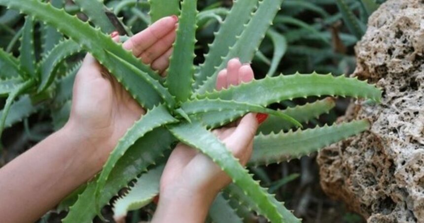 Cómo hacer para que el aloe vera florezca en el jardín de tu hogar Cómo hacer para que el aloe vera florezca en el jardín de tu hogar