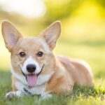 ¿Cómo aumentar las defensas de un perro?
