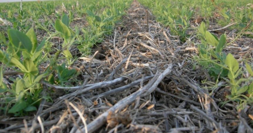 Cómo controlar malezas en lotes de arveja en estado de emergencia Cómo controlar malezas en lotes de arveja en estado de emergencia