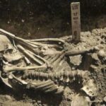 Murió hace 3.000 años y es la primera víctima conocida de un tiburón