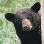 La historia de Pablo “EscoBear”: el oso que comió 20 kilos de cocaína y se volvió un mito