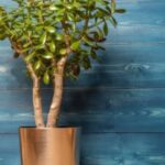 El método poco conocido para reproducir fácilmente tu árbol de jade
