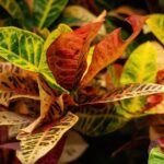 5 plantas con hojas de colores ideales para decorar el jardín o terraza