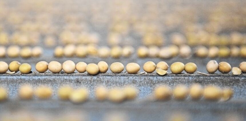 El Gobierno convocará a los productores para acordar los alcances de la adhesión a la UPOV 91 El Gobierno convocará a los productores para acordar los alcances de la adhesión a la UPOV 91