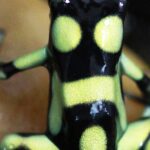 Intentó traficar 130 ranas venenosas ocultas en su equipaje en un vuelo hacia Panamá