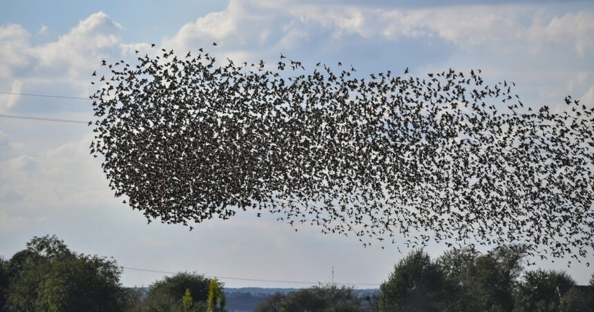 Descubren cómo las aves recuperan el norte cuando se desvían de ruta