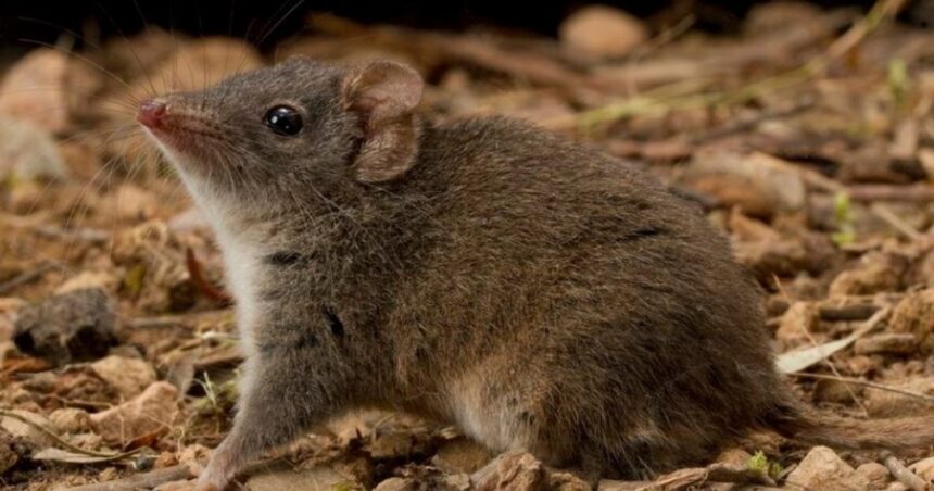 El extraño animal que no duerme para tener sexo y muere tras aparearse El extraño animal que no duerme para tener sexo y muere tras aparearse