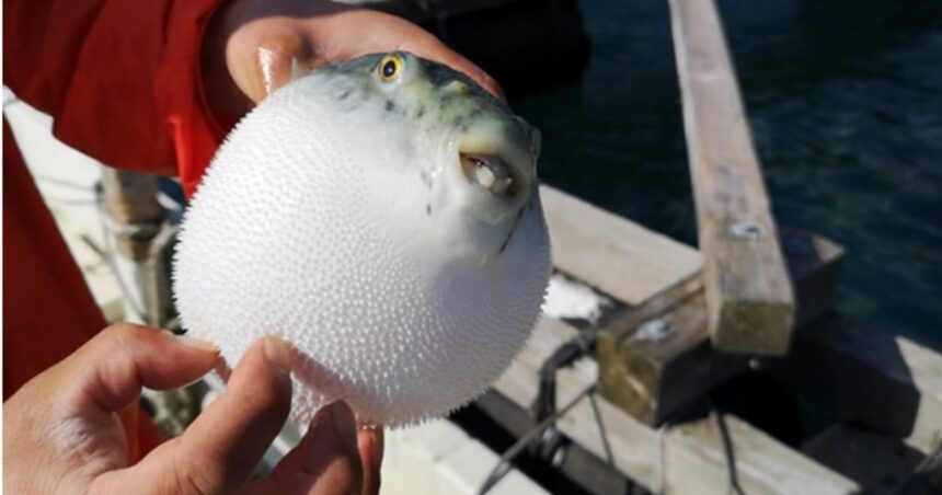 Almuerzo fatal: un hombre murió después de comer un pez globo