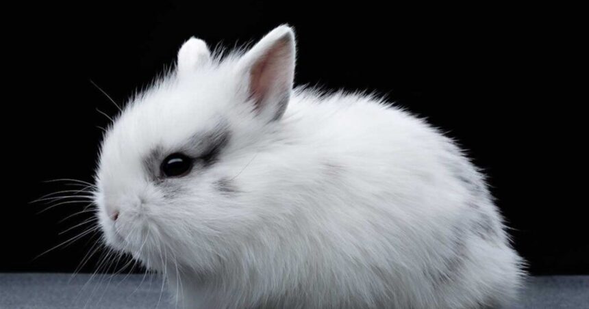 ¿Cómo saber si un conejo es feliz? ¿Cómo saber si un conejo es feliz?