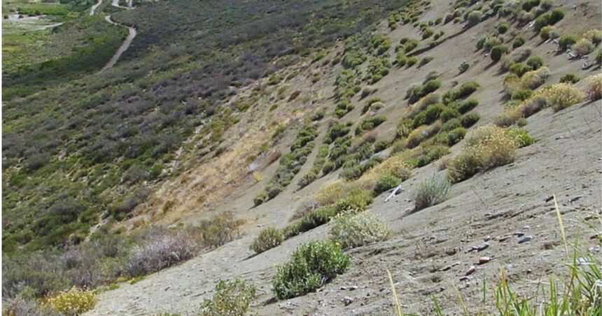 Con plantas nativas se recuperan campos afectados por la actividad petrolera Con plantas nativas se recuperan campos afectados por la actividad petrolera