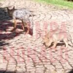 Preocupación por los ataques de zorros: una jauría mató a dos perritos en un country