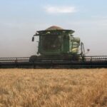 A qué precio cerraron la semana los granos en Chicago y Rosario