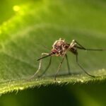Qué plantas sirven como repelentes para los mosquitos en verano