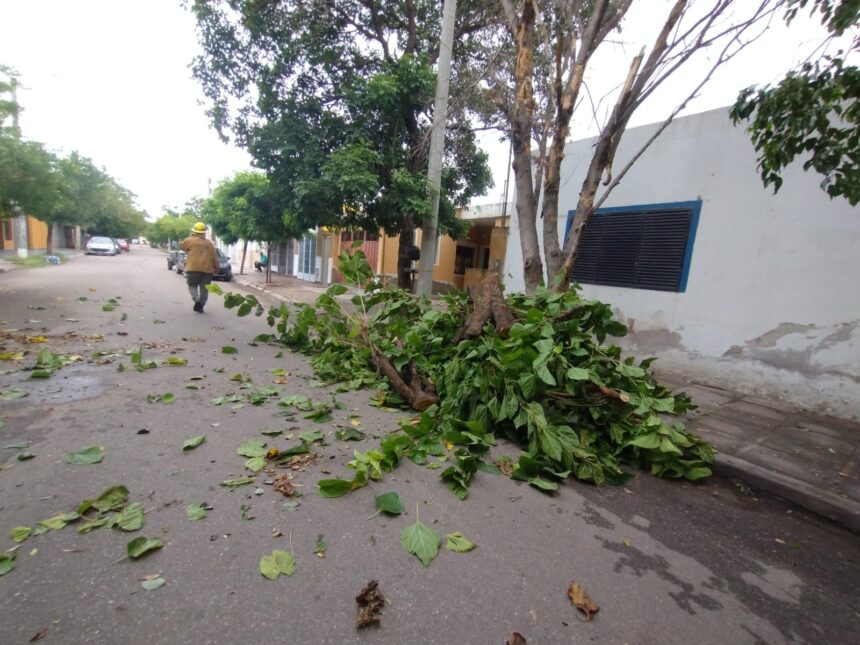 Un árbol de gran tamaño cayó por calle España Un árbol de gran tamaño cayó por calle España