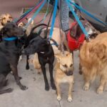 Los perros y las leyes