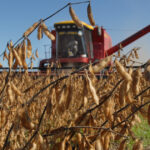 La soja es peronista: desde que asumió Javier Milei, el precio del grano bajó un 11%