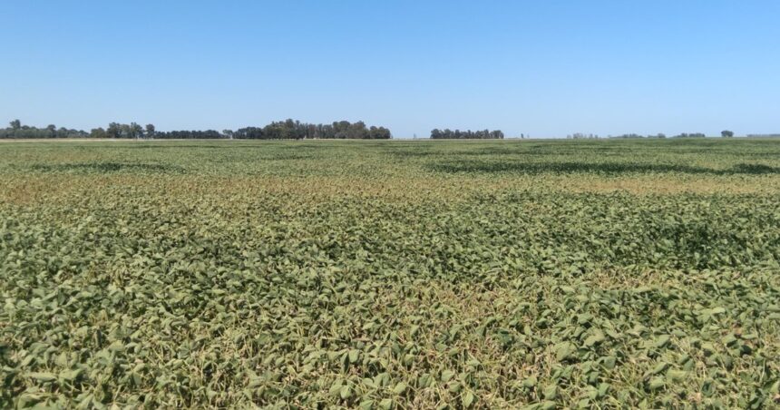 En la principal región agrícola el calor afectó la cosecha de soja y maíz En la principal región agrícola el calor afectó la cosecha de soja y maíz