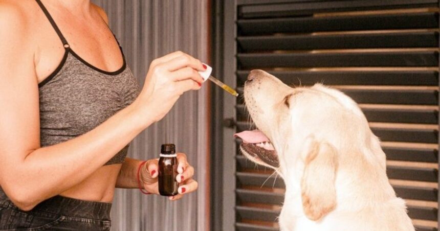 ¿Qué vitamina le puedo dar a mi perro para que le dé hambre? ¿Qué vitamina le puedo dar a mi perro para que le dé hambre?