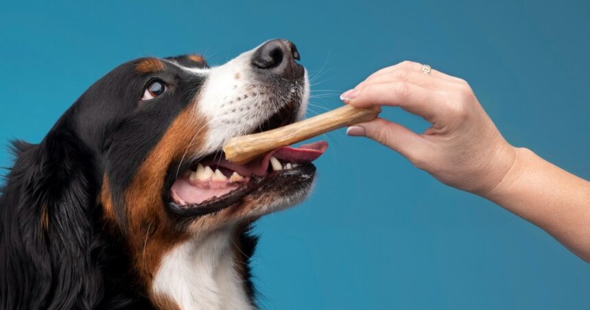 ¿Qué pasa si le doy salchicha a mi perro?