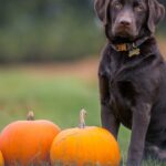 Qué pasa si un perro come calabaza