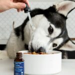 ¿Qué pasa si le doy a mi perro aceite de oliva?