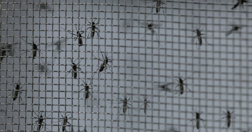 Se espera otra invasión de mosquitos: pero esta vez hay más preocupación por el dengue Se espera otra invasión de mosquitos: pero esta vez hay más preocupación por el dengue