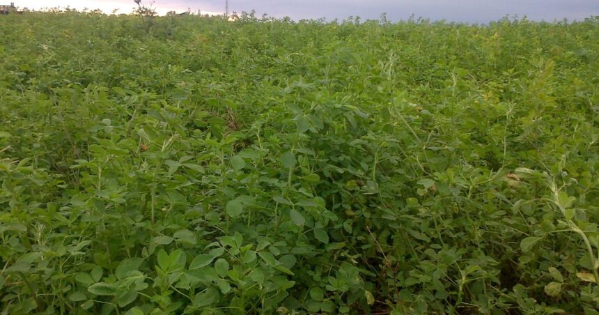 Un productor quiere sembrar alfalfa pura o combinarla con trébol rojo: ¿Cuál es la mejor opción?