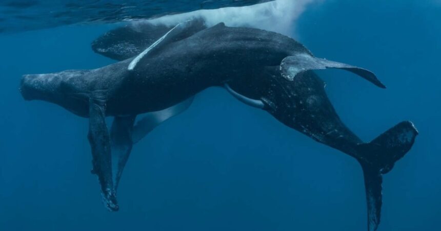 Por primera vez captan a dos ballenas jorobadas macho en pleno acto sexual Por primera vez captan a dos ballenas jorobadas macho en pleno acto sexual