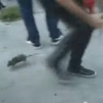 Las ratas y la política