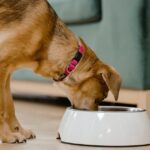 ¿Qué pasa si le doy té de jengibre a mi perro?