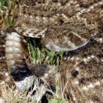 Cuáles son los animales más venenosos que habitan en Argentina