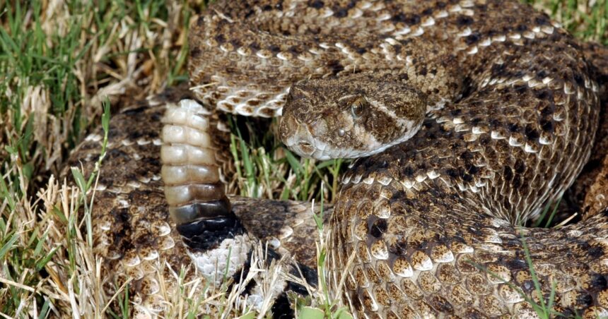 Cuáles son los animales más venenosos que habitan en Argentina Cuáles son los animales más venenosos que habitan en Argentina