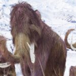 Buscarán “resucitar” al mamut lanudo, extinto hace 4.000 años