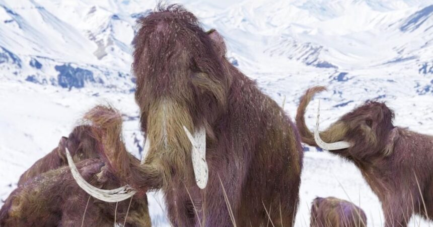 Buscarán “resucitar” al mamut lanudo, extinto hace 4.000 años