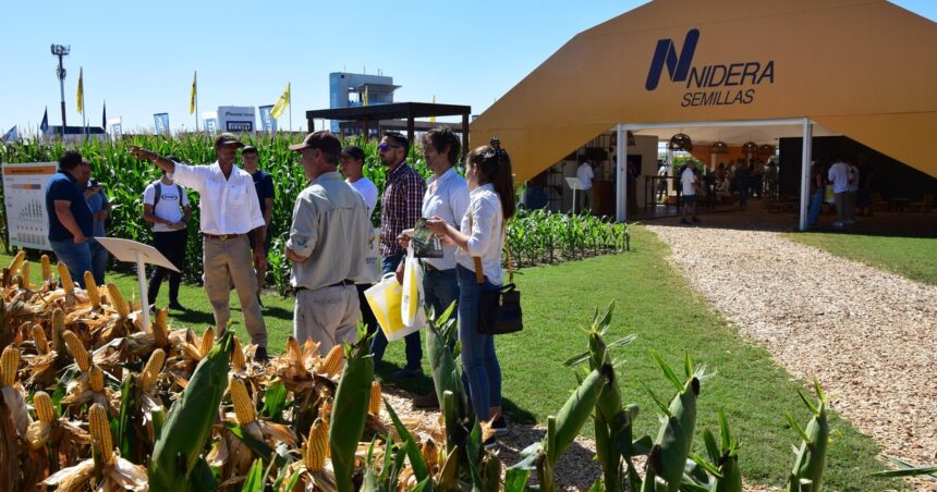 Nuevos lanzamientos y conocimiento de manejo: la experiencia del semillero oficial de Expoagro Nuevos lanzamientos y conocimiento de manejo: la experiencia del semillero oficial de Expoagro