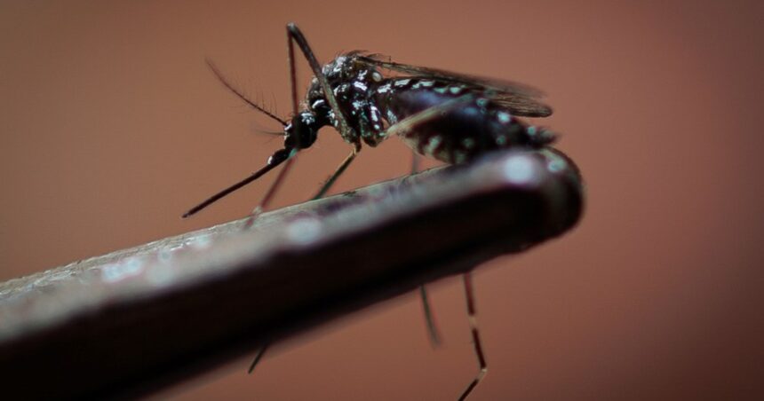 Arranca la semana más crítica para el dengue en el país: los dos motivos clave Arranca la semana más crítica para el dengue en el país: los dos motivos clave