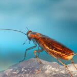 Cuáles son las casas donde aparecen más cucarachas, según la ciencia