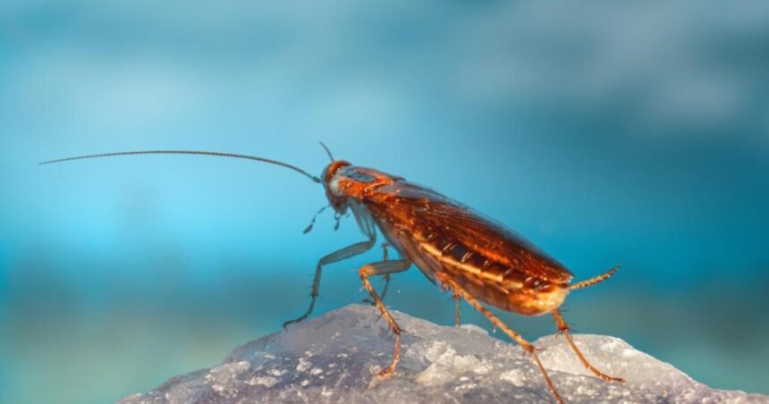 Cuáles son las casas donde aparecen más cucarachas, según la ciencia Cuáles son las casas donde aparecen más cucarachas, según la ciencia