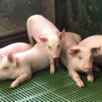 Los productores porcinos contra la promoción de importaciones