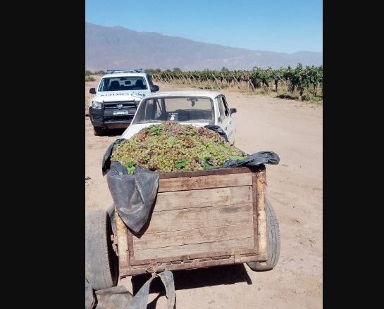 Los Sarmientos: un hombre sustrajo gran cantidad de uvas de la finca en la que prestaba servicios Los Sarmientos: un hombre sustrajo gran cantidad de uvas de la finca en la que prestaba servicios