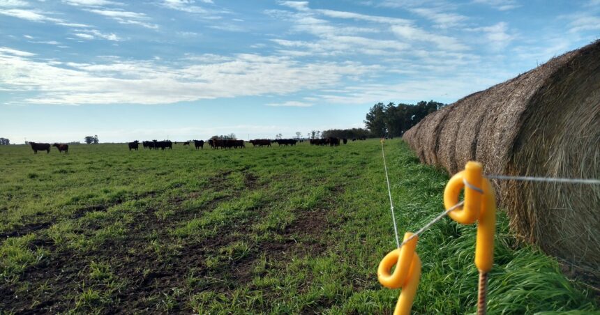 Una productora quiere dar rollos de soja de planta entera para la recría: qué tener en cuenta Una productora quiere dar rollos de soja de planta entera para la recría: qué tener en cuenta