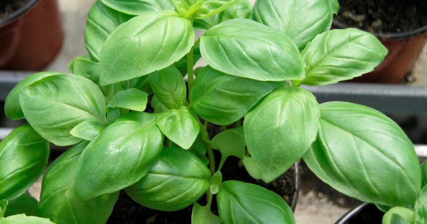 Cuántas hojas de albahaca puedo consumir al día y cuál es el mejor horario Cuántas hojas de albahaca puedo consumir al día y cuál es el mejor horario