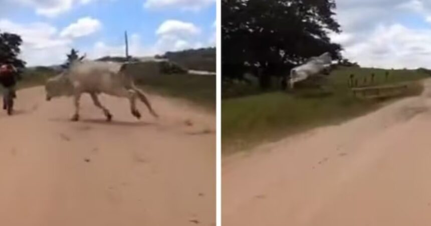 Video: el animal que quiso embestir a un ciclista y todo terminó de la peor manera