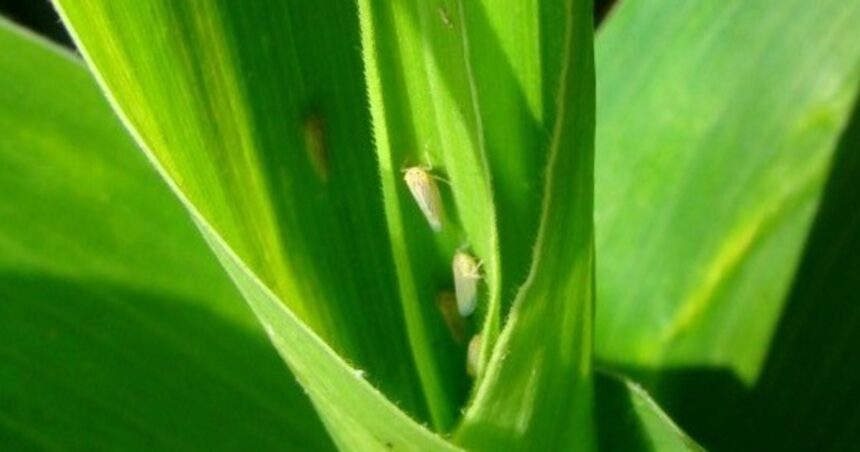 Cae la estimación de la cosecha de maíz por una peligrosa plaga que está haciendo estragos Cae la estimación de la cosecha de maíz por una peligrosa plaga que está haciendo estragos