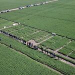 La nueva genética de garbanzo genera entusiasmo en el sector productivo