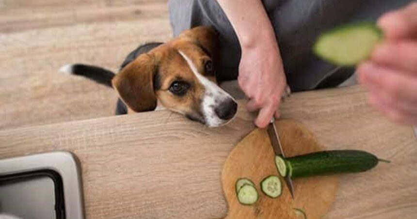¿Qué pasa si le doy pepino a mi perro? ¿Qué pasa si le doy pepino a mi perro?