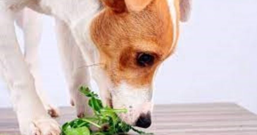 ¿Qué pasa si le doy perejil a mi perro?