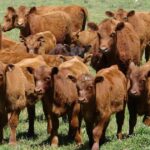 En ascenso: el precio del ternero se mueve al ritmo de la oferta que sale de los campos